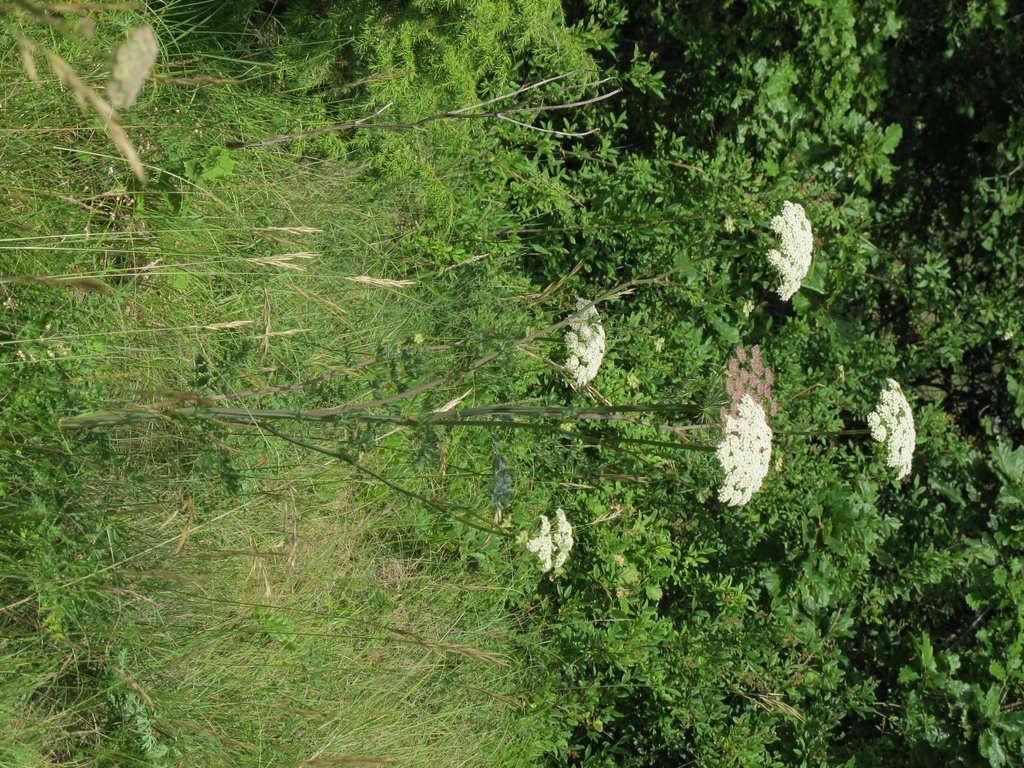 Libanotis pyrenaica